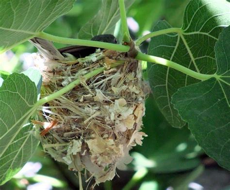 Bell's vireo nest in a fig tree. It was too easy to see; too many people saw it; and the mother ...