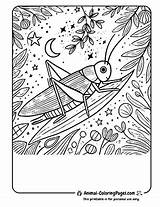 14 Cricket Coloring Pages  Free Download PDF 🦗 Animal sketch template