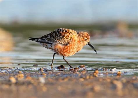 Curlew Sandpiper | Bird Identification Guide | Bird Spot