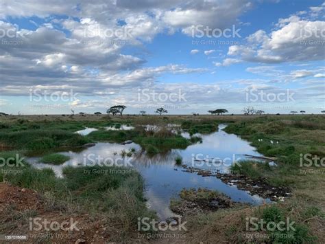 Serengeti Watering Hole Stock Photo - Download Image Now - Africa, Animal Wildlife, Animals In ...