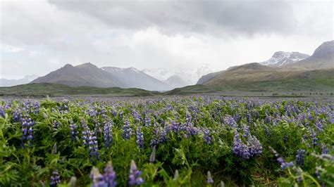 Reykjavik Iceland Population - Islandvikings.com