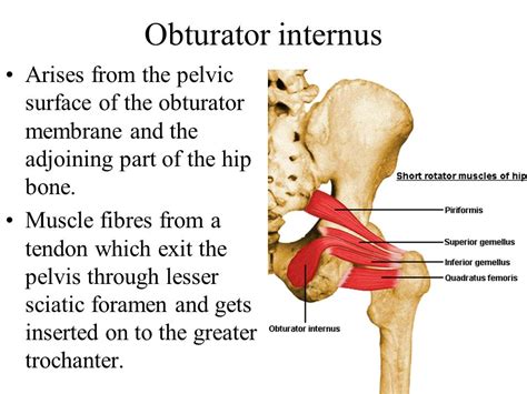 External Obturator Muscle