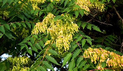 Is the Tree of Heaven Really the Tree of Hell? - Hobby Farms