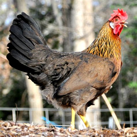 Buff Orpington Hatching Eggs