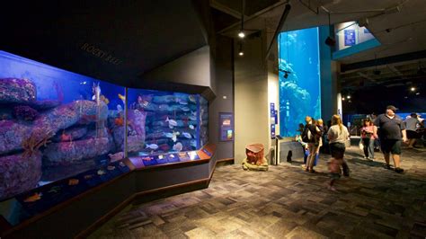 South Carolina Aquarium Pictures: View Photos & Images of South ...