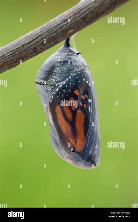 Pupa hi-res stock photography and images - Alamy