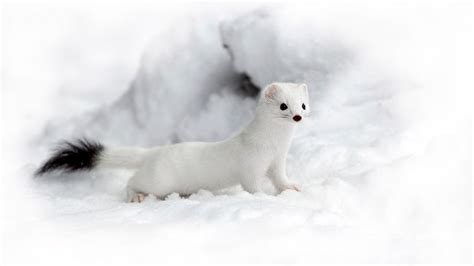 What's the Difference Between a Stoat and a Weasel? | HowStuffWorks