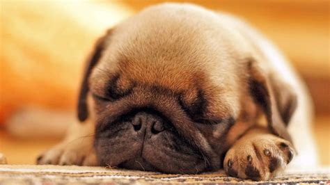 Download Cute Baby Pug Sleeping Picture | Wallpapers.com