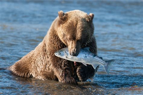 Polar Bear Hunting Fish