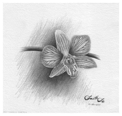 Realistic Pencil Orchid Drawing | Orchid Flowers