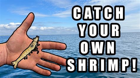 How To Catch Your Own Shrimp For Fishing Bait! **EASIEST METHOD** - YouTube