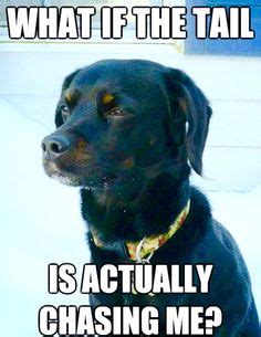 "What if the tail is actually chasing me?" Funny Dog Memes, Funny ...