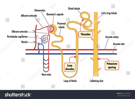 Site Action Loop Diuretics Thiazides Potassium Stock Vector 198184205 ...