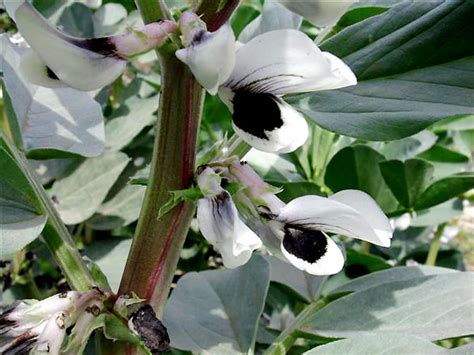 Fabaceae / Vicia faba faba .JPG