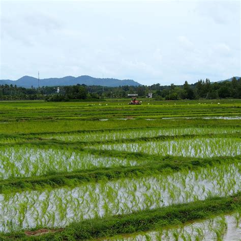 Paddy fields in Thailand