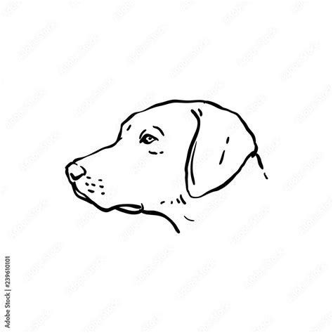 Dog Profile Drawing