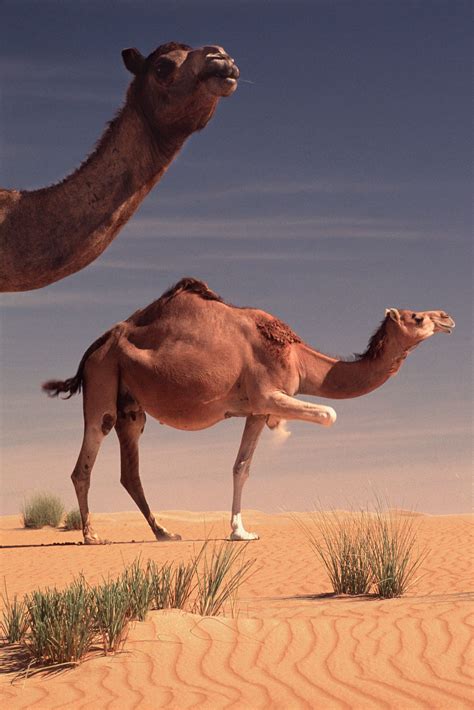 When and Where Were Camels Domesticated?