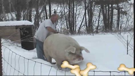 Huge pet pig - YouTube