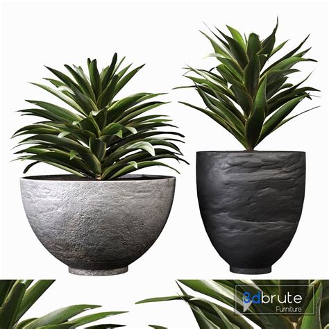 Song Of India Indoor Plant Set 03 3d model Buy Download 3dbrute