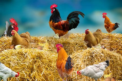 Chicken Poultry Hay Farm - Free photo on Pixabay