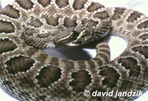 Crotalus viridis | The Reptile Database