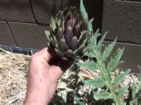 Harvesting first globe artichoke from our Arizona raised vegetable garden - YouTube