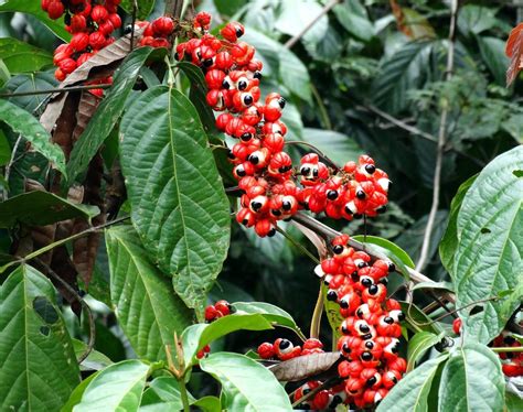 Polynesian Produce Stand : ~GUARANA~ Paullinia cupana Brazilian Organic SuperFood~ Live Medium ...