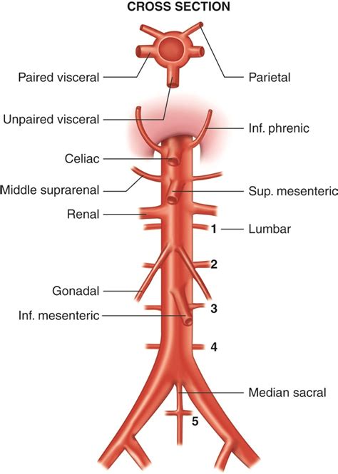 OLI - Drawing Branches of the abdominal aorta - English labels | AnatomyTOOL