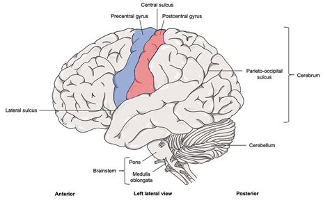 Figure 12.3.1 : Lateral View of the Brain | The regions of t… | Flickr