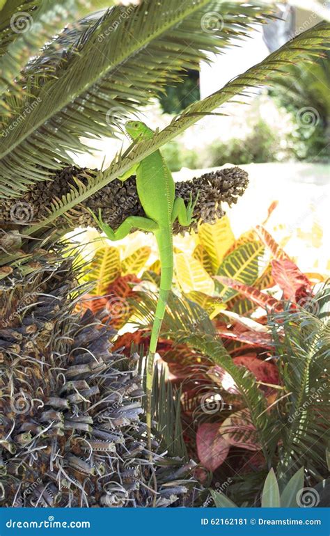 Iguana camouflage stock image. Image of animal, iguana - 62162181