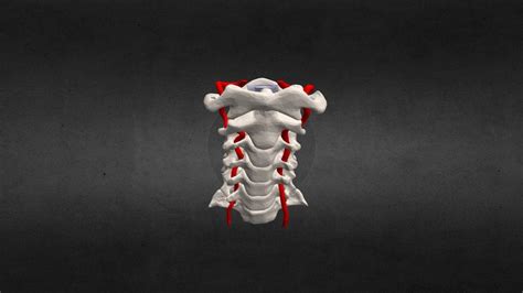 Cervical ESI - 3D model by Justin Cramer (@jcramer) [1c12db4] - Sketchfab