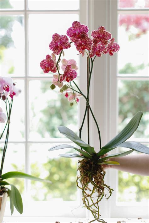 10 Things Nobody Tells You About Orchids - Gardenista | Growing orchids, Repotting orchids ...