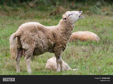 Sheep Crying Out. Image & Photo (Free Trial) | Bigstock