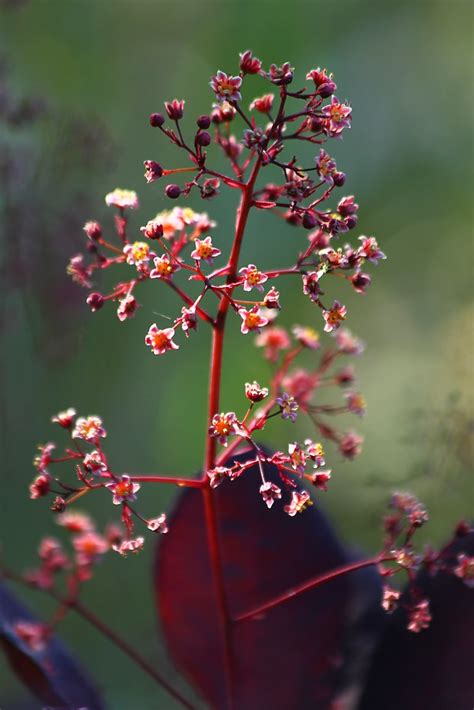 Smoke tree flowers | Catching the late afternoon sun | John (little time) | Flickr