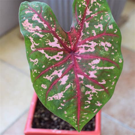 Caladium hortulanum 'Pink Cloud', Elephant Ear 'Pink Cloud' - uploaded by @ksanges78