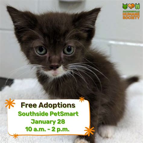 Free Feline Adoption Event - Southside PetSmart - Jacksonville Humane Society