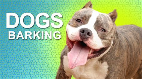 Dogs Barking Sound Effect | DOGS BARKING | Sound Effects | HD Sound Effects - YouTube