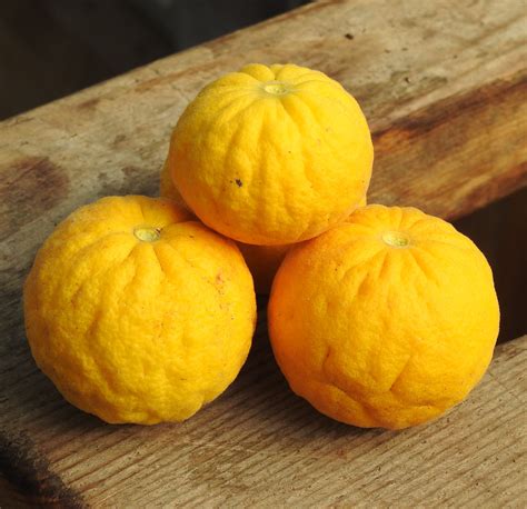 Orange, Bitter (Poncirus trifoliata), packet of 5 seeds, organic ...