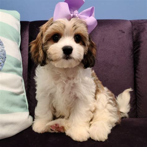 Cavachon - Female Puppy | Bark Avenue Puppies