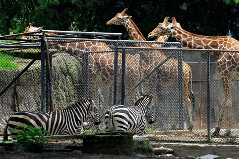 Zoológico de Chapultepec celebra 100 años: Participa en el concurso de ...