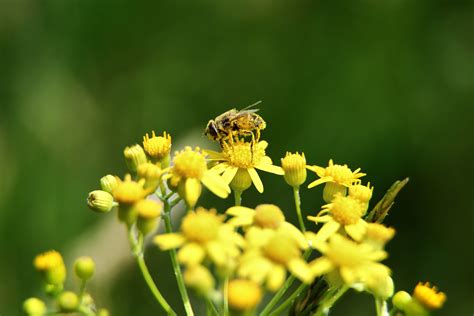 Considering Busy Honey Bee Macro | Flowers| Free Nature Pictures by ForestWander Nature Photography