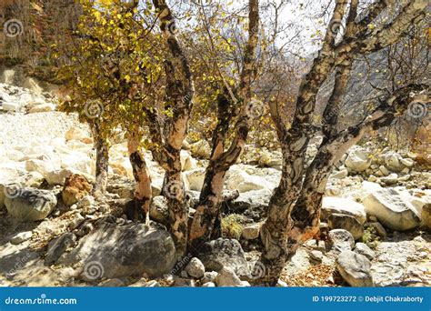 Himalayan birch stock photo. Image of highland, flower - 199723272