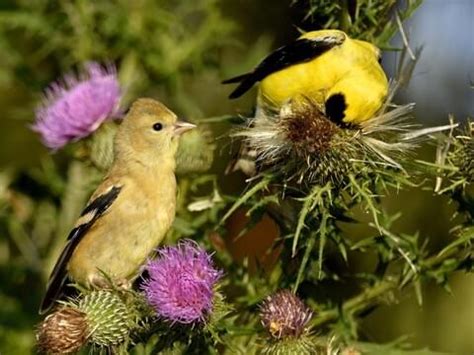 American Goldfinch Male And Female