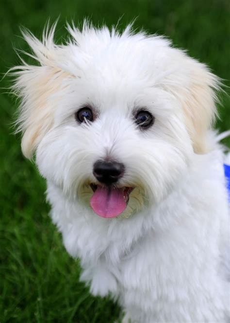 Five Months Old | Coton de tulear dogs, Pumi dog, Pet dogs