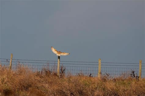 Barn Owl landing on a fence post at Elmley Marshes on a winter's ...