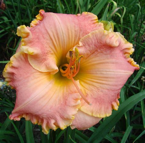 Earthly Treasures Daylily Garden - CHANG DYNASTY*