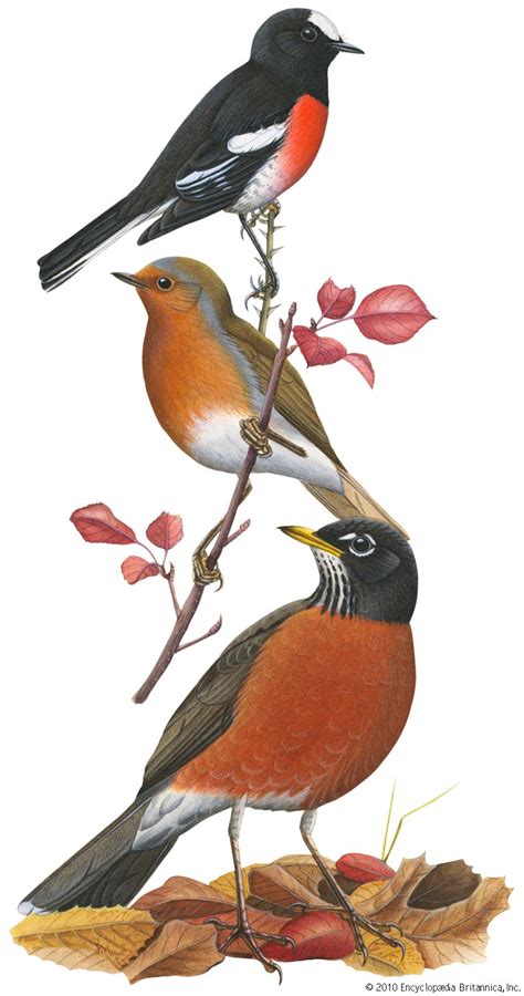 Robin | Migration, Diet & Habitat | Britannica