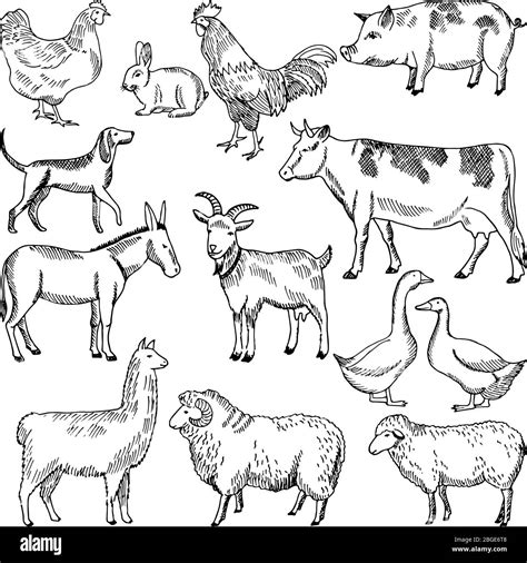 Vintage farm animals. Farming illustration in hand drawn style Stock Vector Image & Art - Alamy