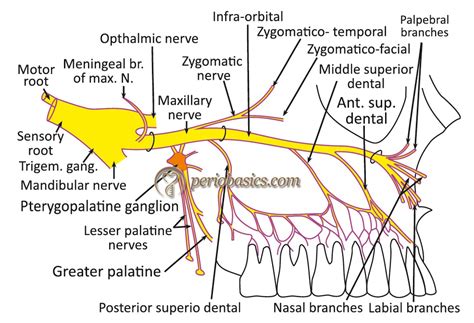 Trigeminal Nerve Maxillary Branch