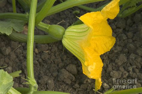 Pumpkin Flower On A Vine Photograph by Inga Spence - Pixels